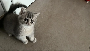 BKH Kitten 