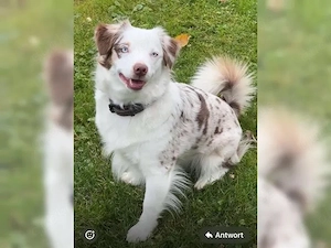 Mini Australien Shepherd Wurfankündigung