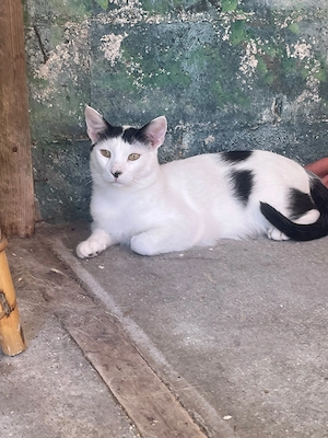 Katze Kater Kastriert Tierschutz Bundesweite Vermittlung 
