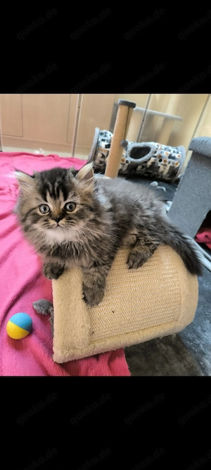 Perser Baby Mädchen