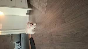 Maltipoo sehr lieb