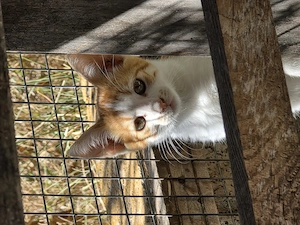 Kitten Katze Kater Tierschutz Bundesweite Vermittlung 