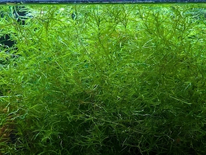 Nixkraut Laichkraut Wasserpflanze Schwimmpflanze 