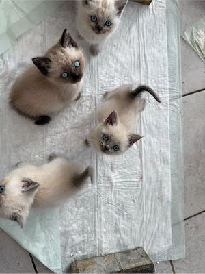 BKH Baby Katze Kitten