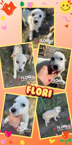 kleiner, wunderschöner Welpenjunge "Flori" sucht ein liebevolles Zuhause