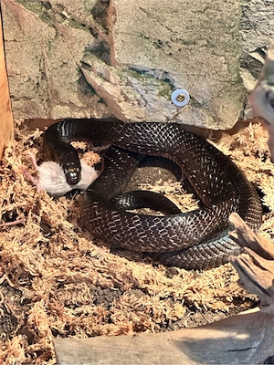 Black Texas Indigonatter