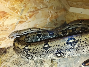 1,0 Boa constrictor longicauda adult 