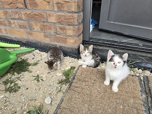 Katzenbabys zu Verkaufen