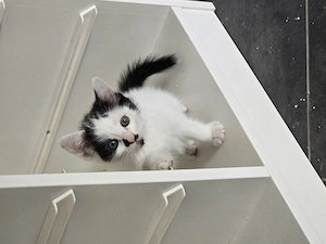 Katzenbabys zu Verkaufen