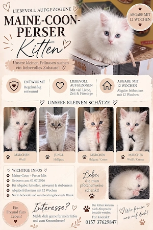 Perser-Main-Coon Kitten 