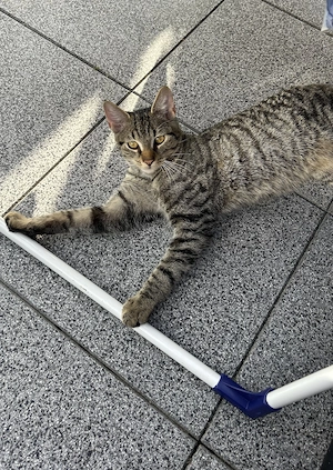 Ekh-Bkh Kater 
