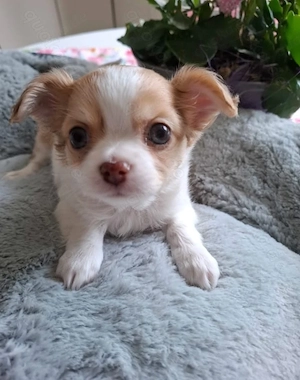 Reinrassiger Chihuahua-Welpe . L H