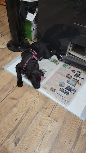 hündin welpe labrador mischling 