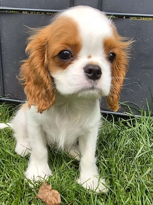 Ein süßer zierlicher Cavalier King Charles Spaniel