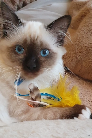 Heilige Birma Kitten -14 Wochen - abgabebereit