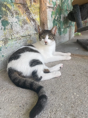 Katze Tierschutz kastriert Bundesweite Vermittlung 