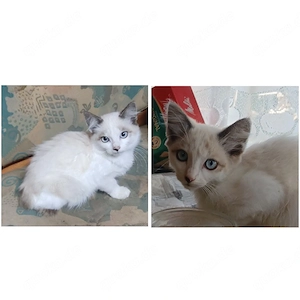 Siam mix kater zu verkaufen 