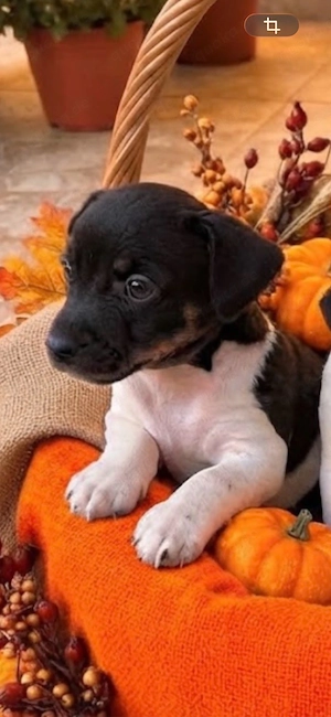 Wunderschöne Jack Russell Terrier Welpen ab Mitte Oktober abzugeben