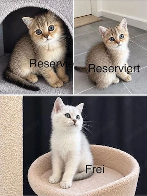wunderschöne BKH -kitten suchen ihren zu Hause  abholbereit