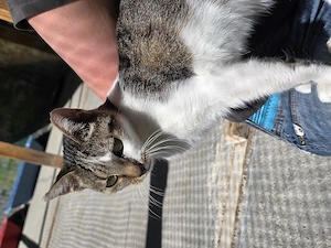 Katze Tierschutz kastriert Bundesweite Vermittlung 