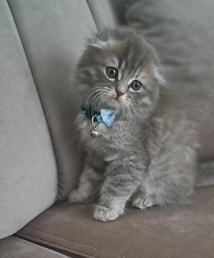Zwei Wunderschöne BKH mix Kitten mit Hellen Augen suchen Kuschelplatz 