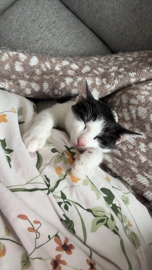 Verspielter Kater
