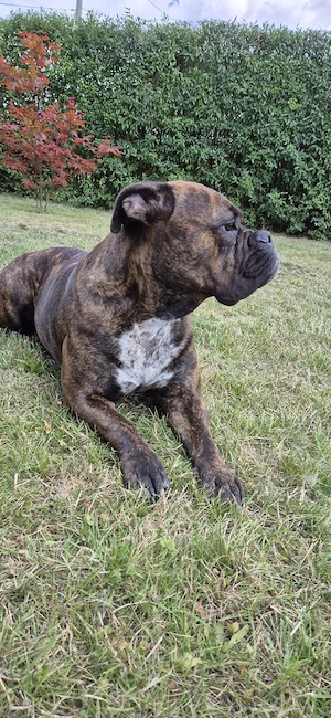 Für unsere Tilly suchen wir schweren Herzens ein neues Zuhause!