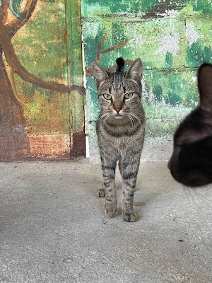 Katze Tierschutz kastriert Bundesweite Vermittlung 