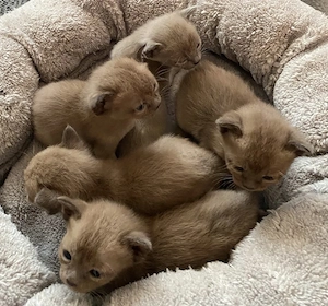 Burma Kitten zu verkaufen 