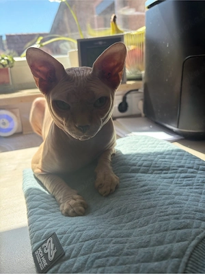 Sphynx Paar