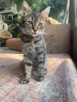 Kitten Katze Tierschutz Bundesweite Vermittlung 