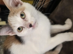 Kitten Katze Tierschutz Bundesweite Vermittlung 