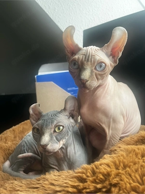 Canadian Sphynx Kitten - sterilisiert
