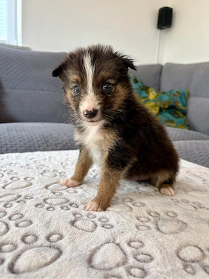 Australian Shepherd Welpen 