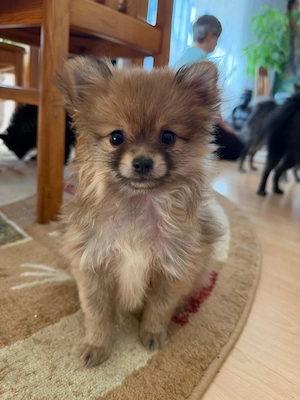 Pomchi welpen