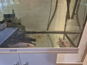 Axolotl mit Aquarium 