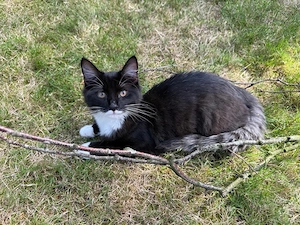 Langhaar verpielter Kater sucht liebevolles Zuhause