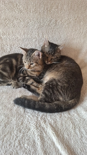 Hauskatzen