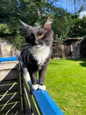 Zwei verspielte Kater suchen liebevolles Zuhause