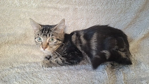 Hauskatzen
