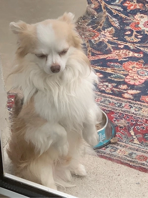 chihuahua sucht neues zuhause 