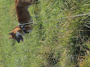 Shiba inu 8 monate 