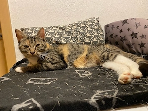 Maine Coon x BKH x Siam Mixkatzen, 1 Jahr alt