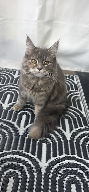Maine Coon Mix Lucy 6 Monate 