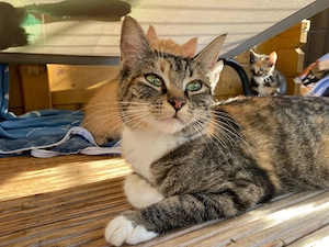 Maine Coon x BKH x Siam Mixkatze, 1 Jahr 