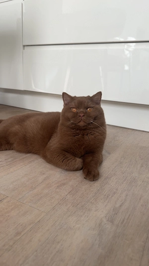 Deckkater cinnamon 