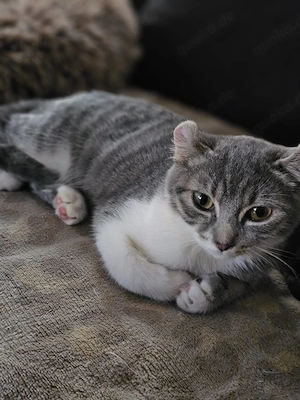 Bkh Mix Kater 