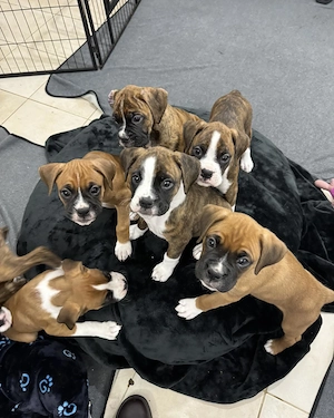 Reinrassige Boxerwelpen suchen ein neues Zuhause