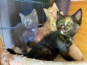 Maine Coon x BKH x Siam x Devon Rex
