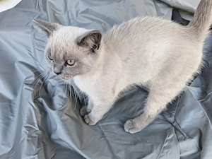 BRITISCH Kurzhaare Kater,Abholbereit
